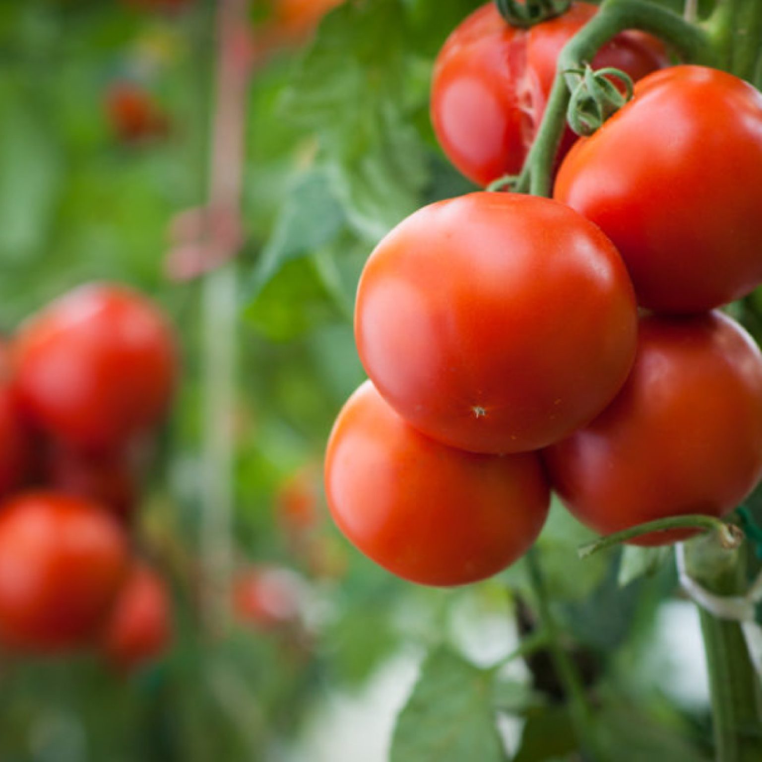 Pomodori per TUTTI