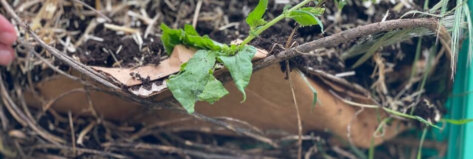 immagine orto a lasagna