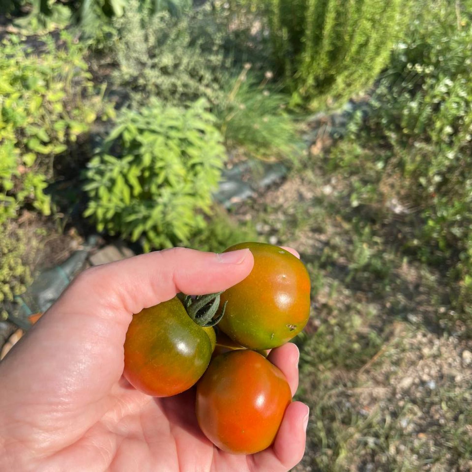 Caprese coi pomodori del tuo orto